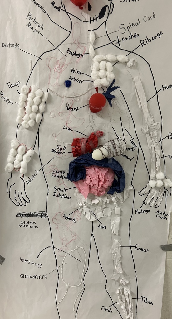 3D Body Sytsems Diagrams